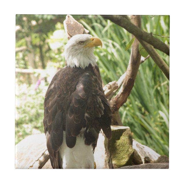 Azulejo Bald Eagle (Frente)