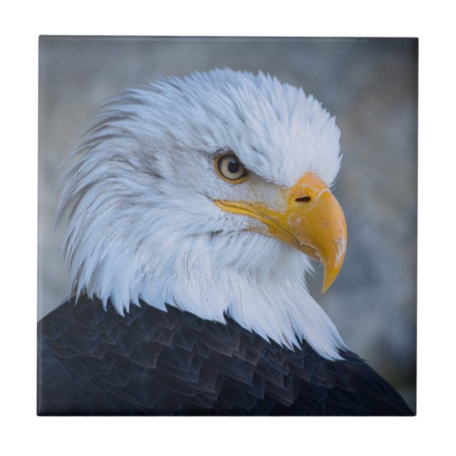 AZULEJO BALD EAGLE (Frente)