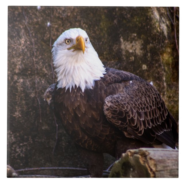 Azulejo Bald Eagle Ceramic Tile (Frente)