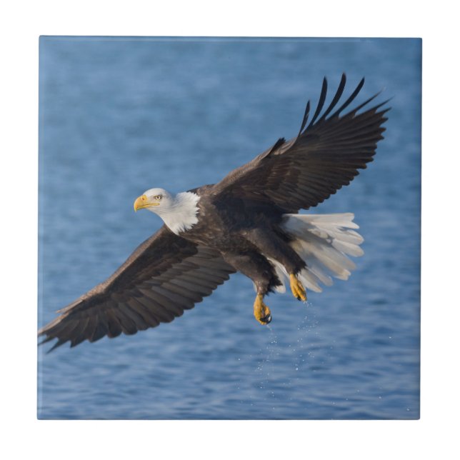 Azulejo Bald eagle in flight (Frente)