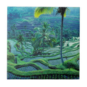 Azulejo Bali   Descripción general de las terrazas de arro