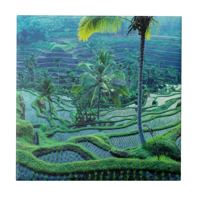 Azulejo Bali| Visión General De Las Terrazas De Arroz (Frente)
