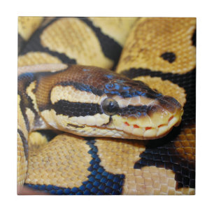 Azulejo Ball en cocido Python Closeup