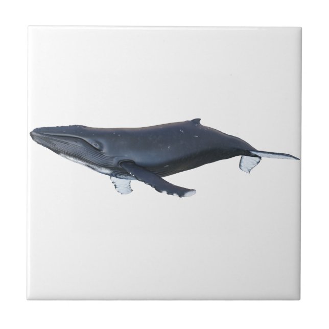 Azulejo Ballena jorobada en perfil (Frente)