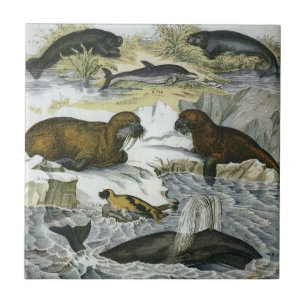 Azulejo Ballenas, focas y morsas, animales marinos vintage