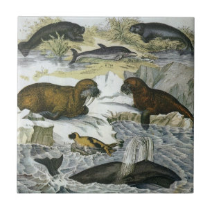 Azulejo Ballenas, focas y morsas, animales marinos vintage