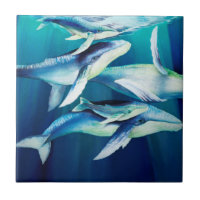 Ballenas jorobadas