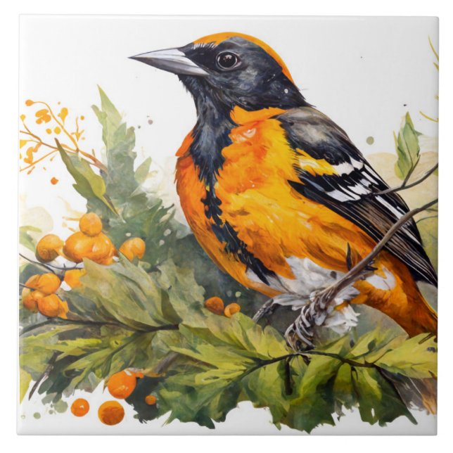 Azulejo Baltimore Oriole en una rama de Berries (Frente)