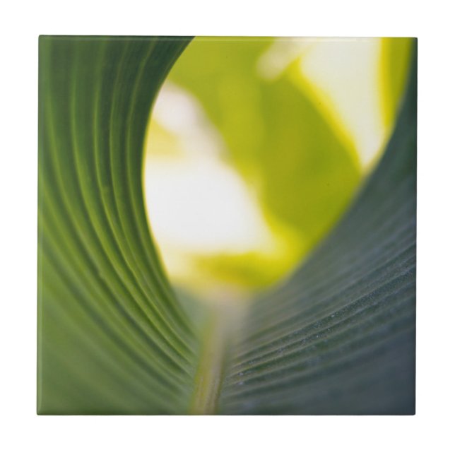 Azulejo Banana Leaf (Frente)