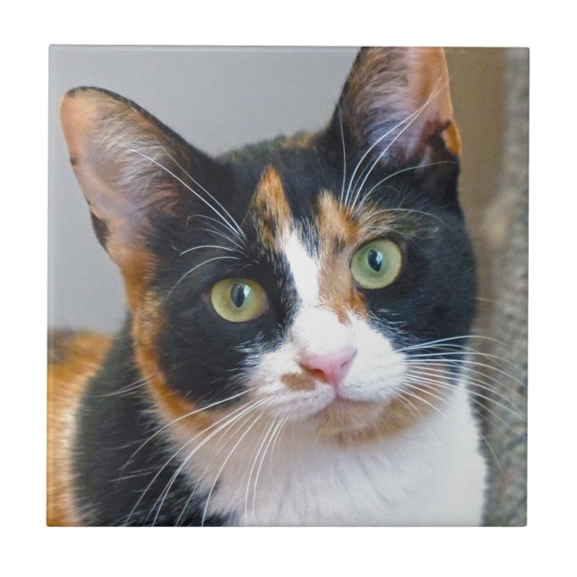 Azulejo Bandit (Frente)