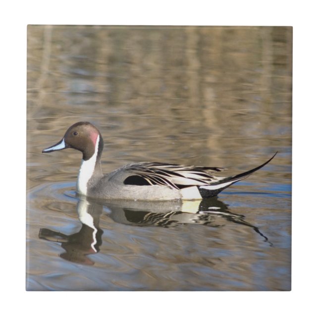 Azulejo Baños De Pato Pintail En Un Estanque (Frente)