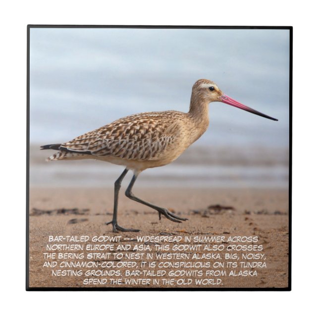 Azulejo Bar-tailed Godwit  (Frente)