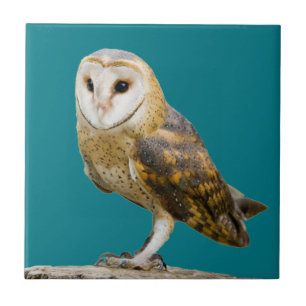 Azulejo Barn Owl