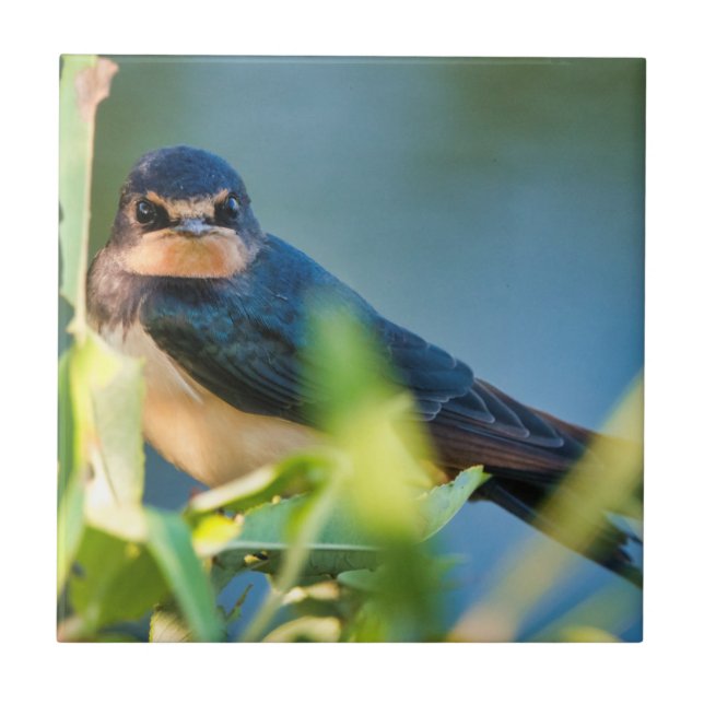 Azulejo Barn swallow (Frente)