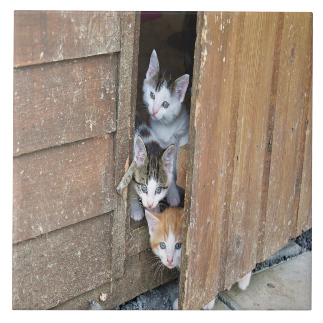 Azulejo Barnyard Kittens (Frente)