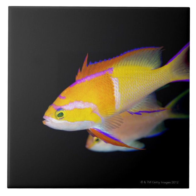 Azulejo Barra blanca Anthias (Frente)