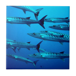 Azulejo barracuda buceo profundo mar agua tropical ola