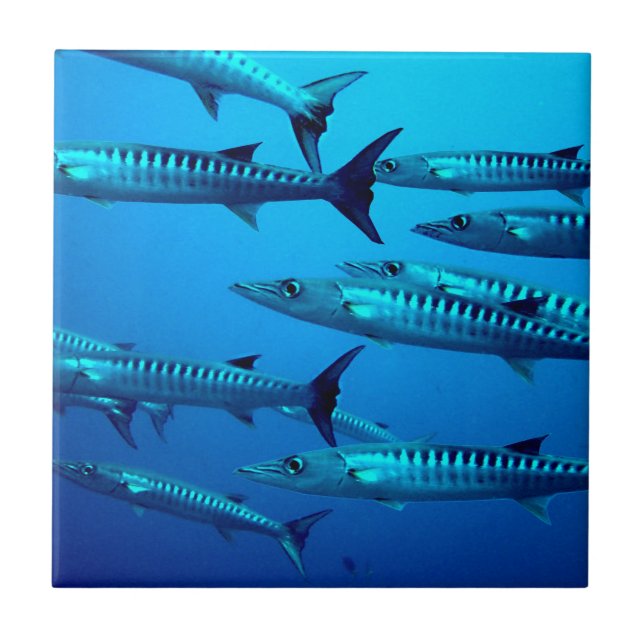 Azulejo barracuda buceo profundo mar agua tropical ola (Frente)