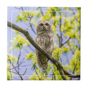 Azulejo Barred Owl Springtime