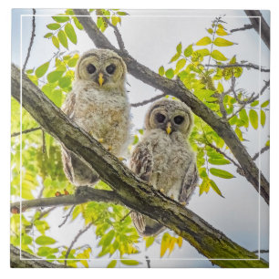 Azulejo Barred Owlets Springtime