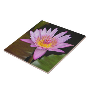 AZULEJO BARRIO CERAMICO/ LÁGRIMAS DE ROPA BLOSSOM/CENTRO A