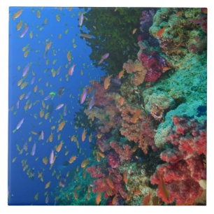 Azulejo Basslets Hada Escolarizados (Pseudanthias