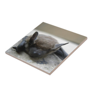 Azulejo Bate marrón pequeño (Myotis lucifugus)