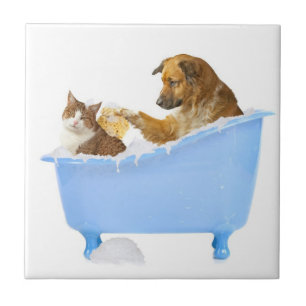 Azulejo Bath programa