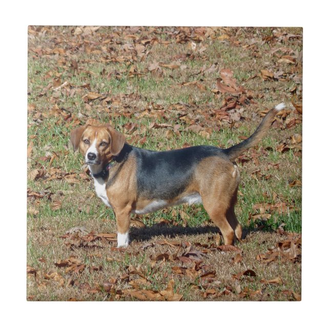 Azulejo Beagle (Frente)