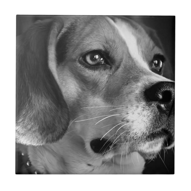 Azulejo Beagle (Frente)