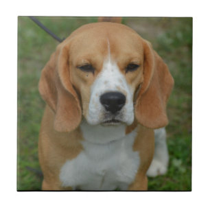 Azulejo Beagle adorable