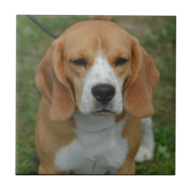 Azulejo Beagle adorable (Frente)