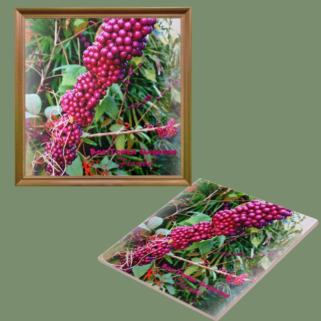 Azulejo Beautyberry estadounidense en Bok Tower Gardens Fl (Subido por el creador)