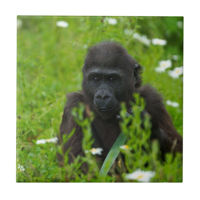Azulejo Bebé De Gorilas Escondiéndose En La Plaza De La Gr (Frente)