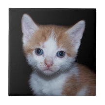 Bebé naranja y gatito blanco