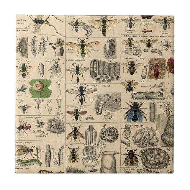 Azulejo Bee Insect Bug Wasp Abejas de Historia Natural (Frente)
