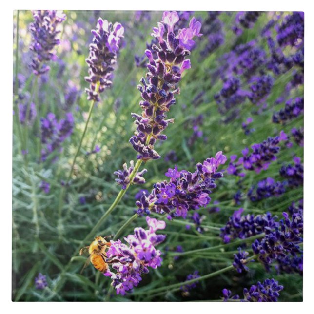 Azulejo Bee & Lavender (Frente)