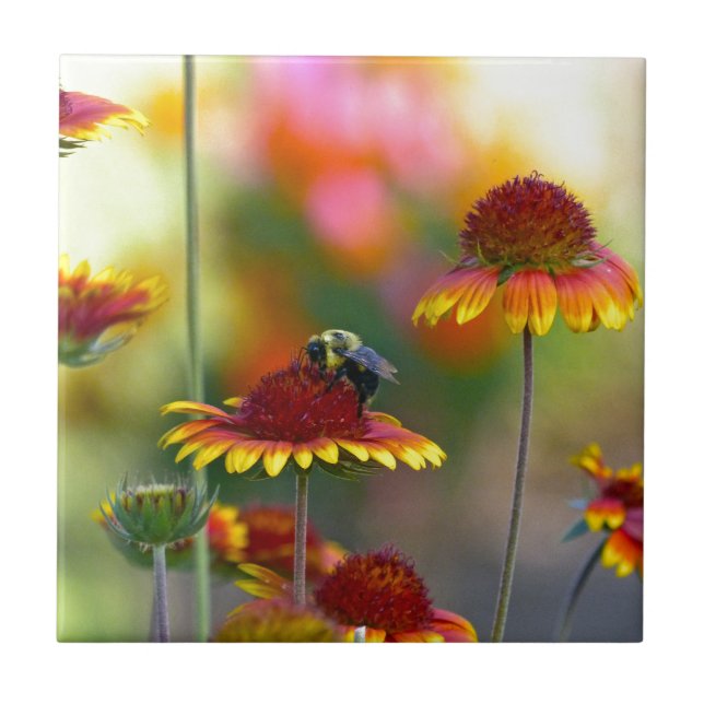 Azulejo Bee on Gaillardia (Frente)