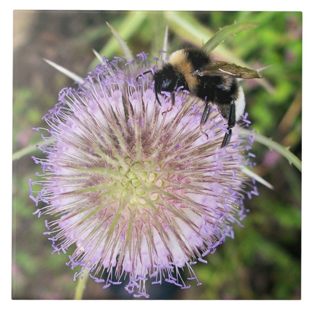 AZULEJO BEE Y LA FLORES DE TEASEL (Frente)