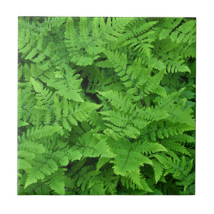 Azulejo Belleza de helecho verde