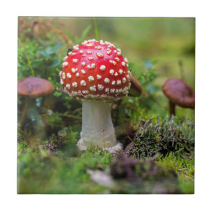 Azulejo Belleza de otoño