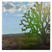 Belleza del desierto