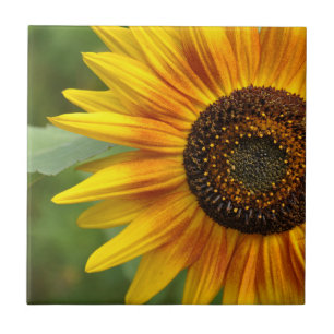 Azulejo Belleza del girasol