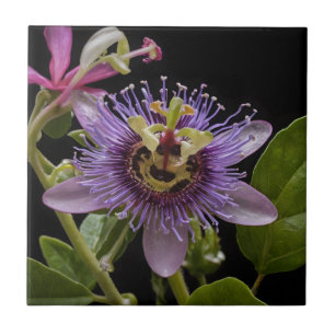 Azulejo Belleza enigmática: la flor de pasión púrpura