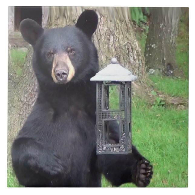 Azulejo Bello oso negro (Frente)