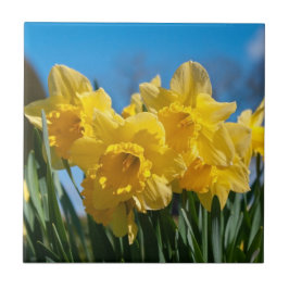 Azulejo Bellos Daffodis Amarillos