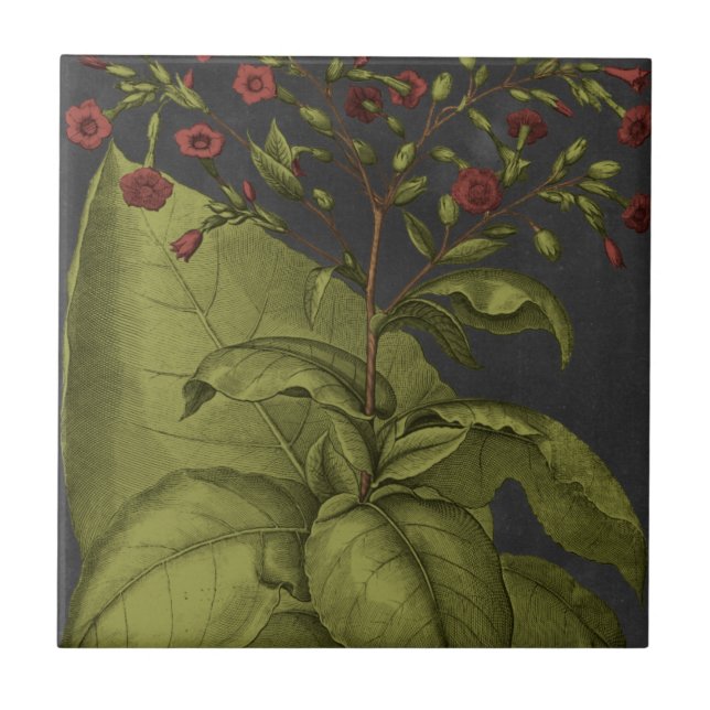 Azulejo Besler Dramatique I (Frente)
