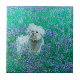 Azulejo Bichon Frise