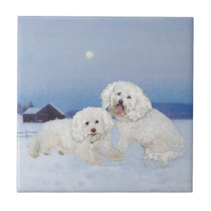 Azulejo Bichon Frise Tarde de Diciembre