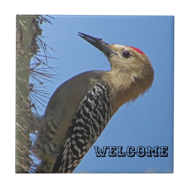 Azulejo Bienvenida Gila Woodpecker Foto Southwest Bird (Frente)